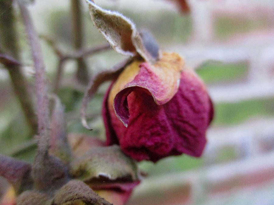 Dried Rose Photograph by W Craig Photography