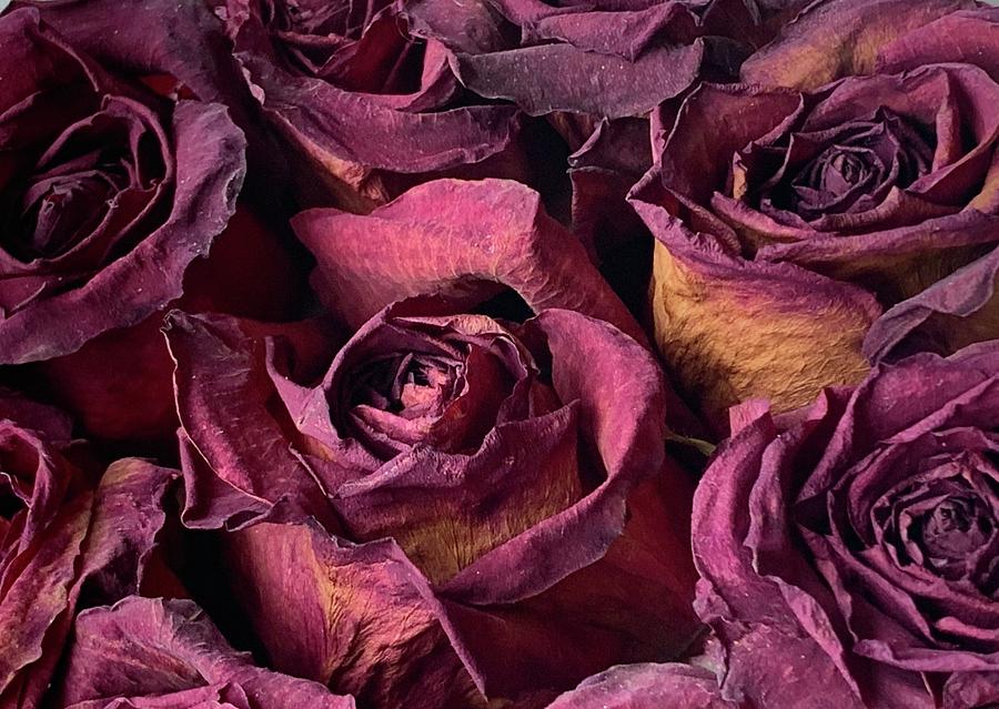 Dried Roses Photograph by Judy LaMar - Pixels