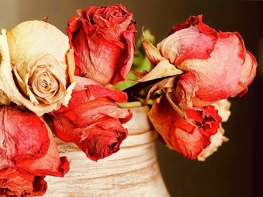 Dried Roses Photograph by KaFra Art - Pixels