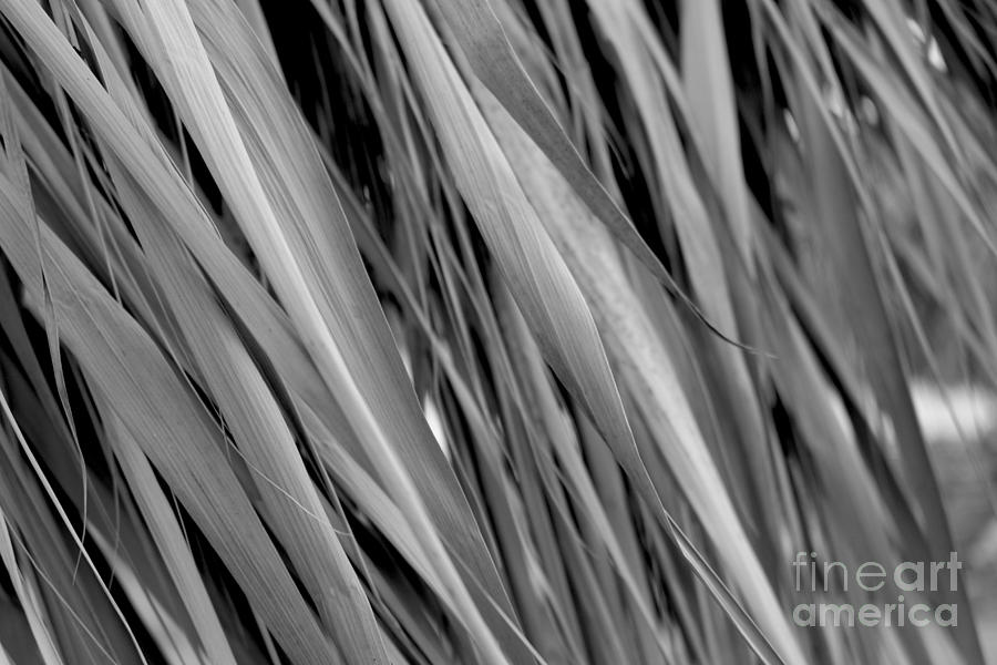Dried Straw Leafs Background Texture Pattern In Black And White Photograph