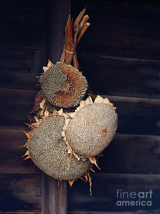 Dried Sunflowers Photograph by Jon Burch Photography