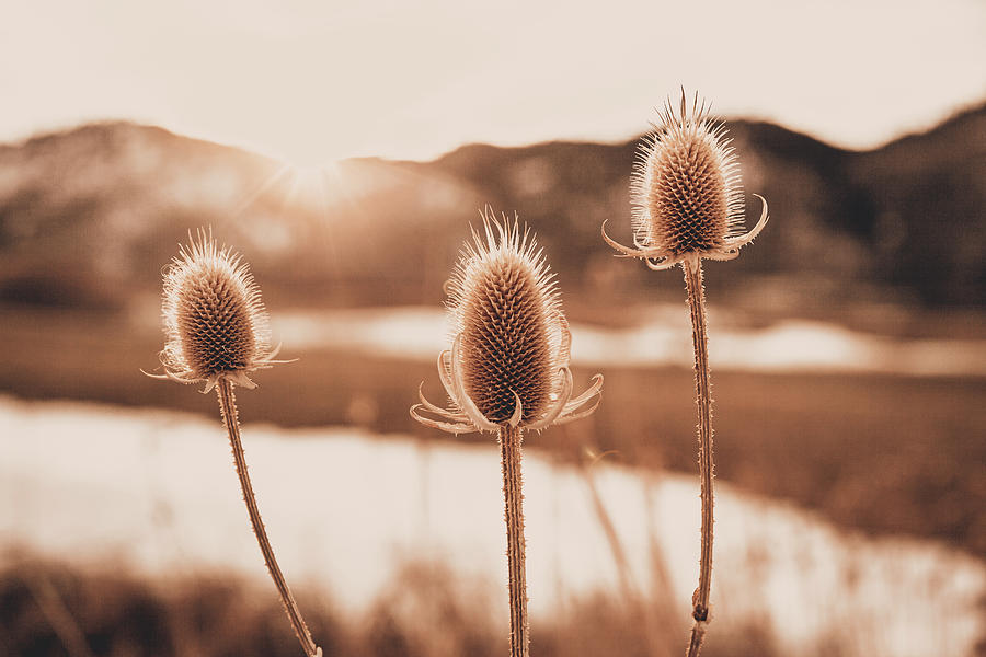 Dried Thistle in Winter Photograph by Jeanette Fellows