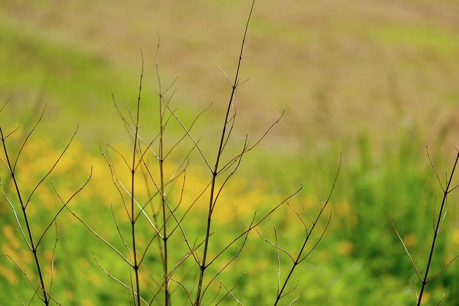 Summer Photograph - Dried Twigs From Plant In Front Of Field Of Buttercups by David Ridley