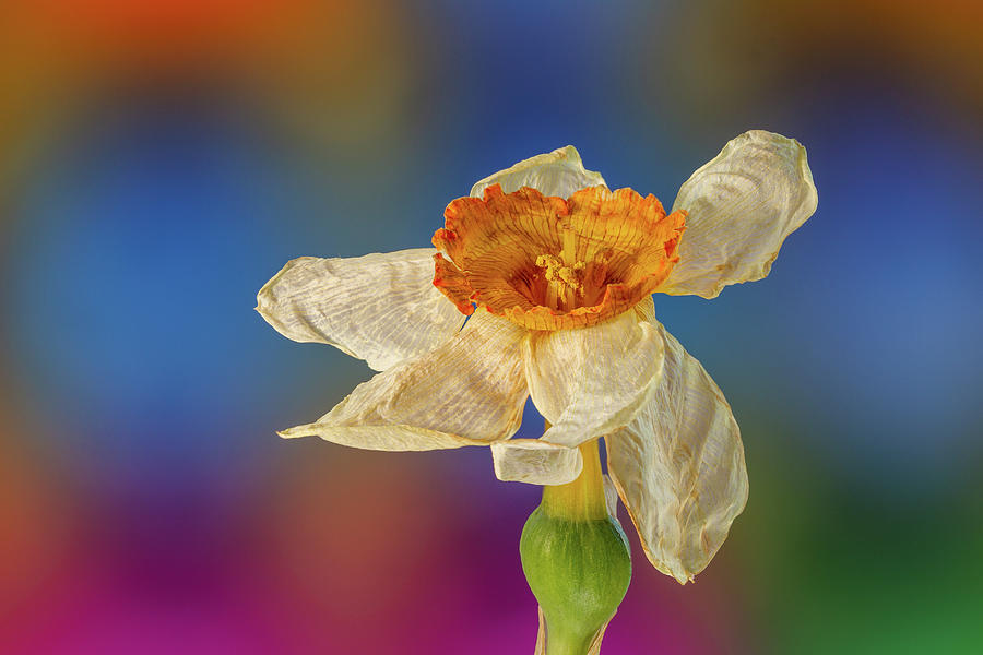 Dried up Daffy Photograph by Jean Noren