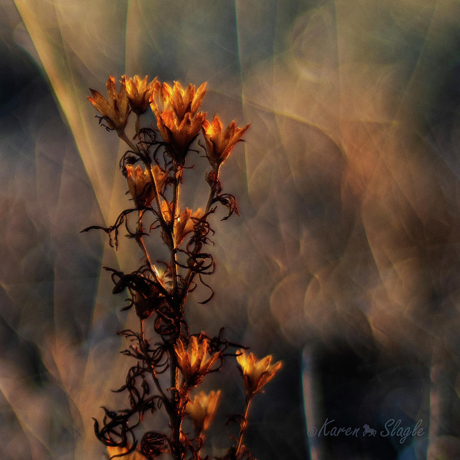 Dried Weed Photograph by Karen Slagle