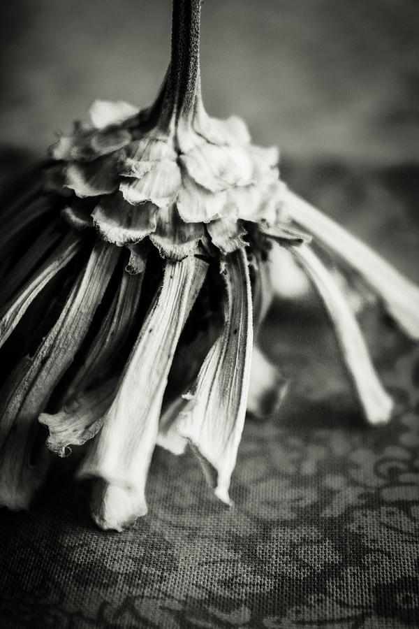 Dried Zinnia, Black and White  Photograph by Windy Craig