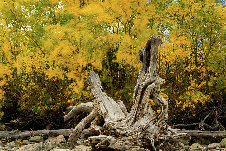 Drift Wood Fall Colors  Photograph by Julieta Belmont