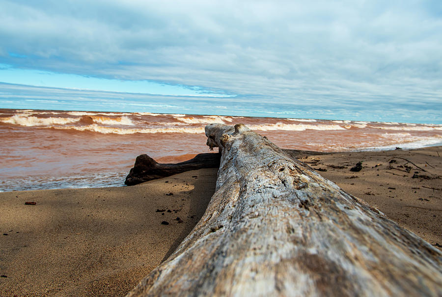 Drift Wood on the Beach Photograph by Sandra Js