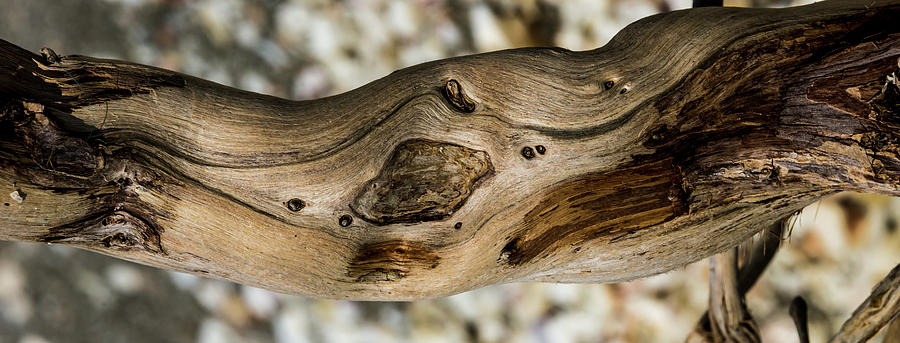 Driftwood Photograph by Robert McKay Jones
