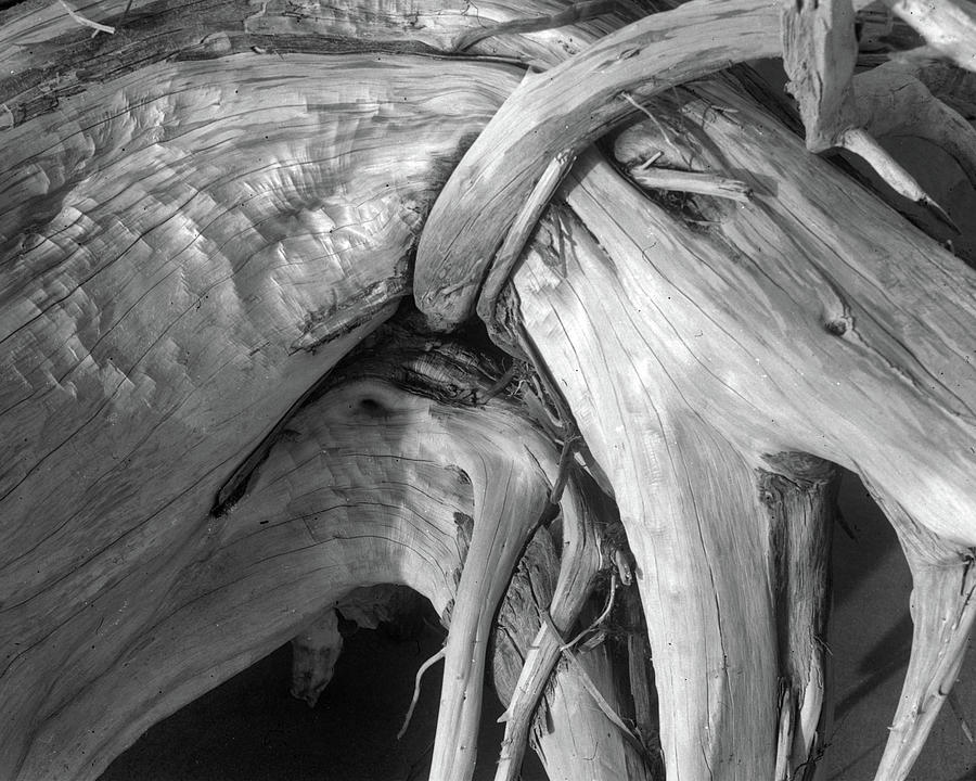Driftwood 1, Big Talbot Island Photograph by John Simmons