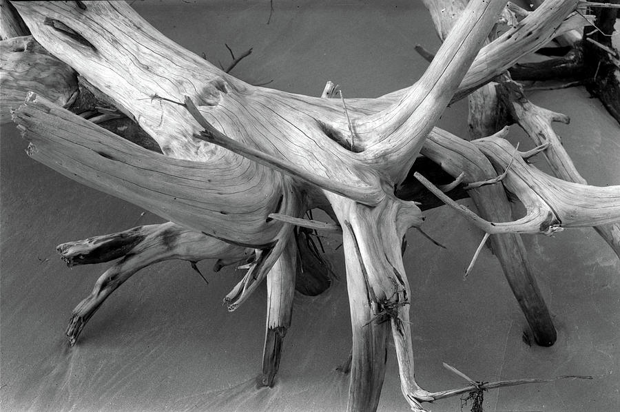 Driftwood 2, Big Talbot Island Photograph by John Simmons