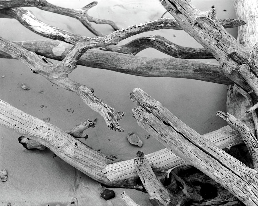 Driftwood 4, Big Talbot Island, 2006 Photograph by John Simmons