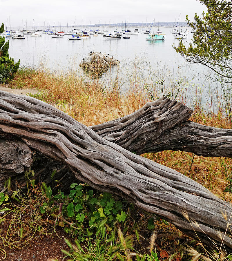 Driftwood and Boats Photograph by Marilyn Hunt