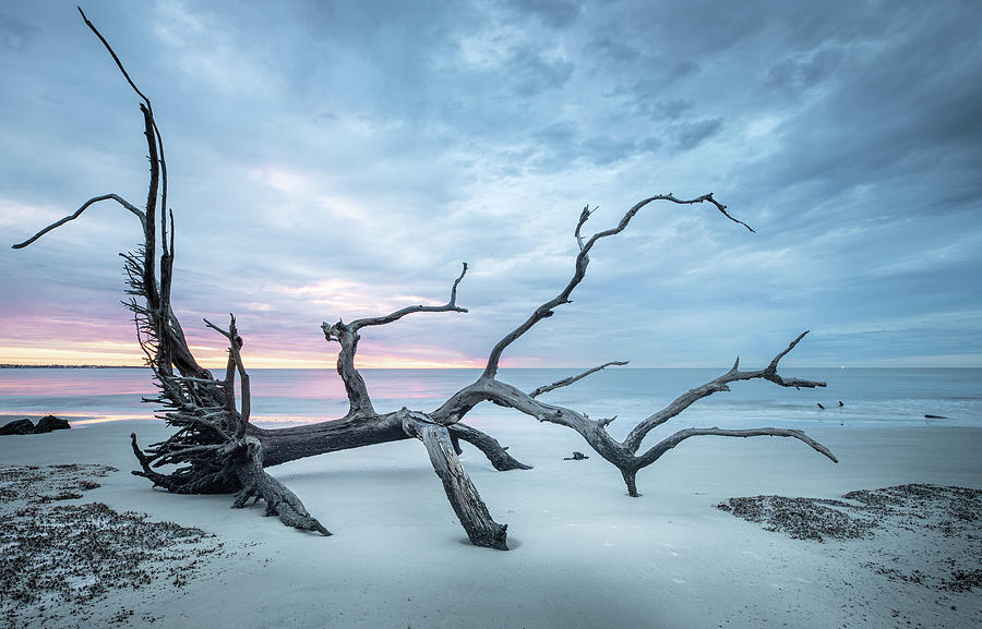 Beach Driftwood Footprints Jekyll Island Georgia Sunrise  Photograph by Jordan Hill