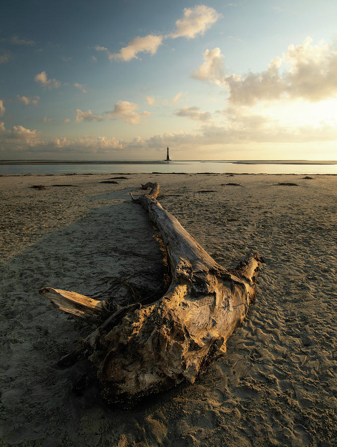 Driftwood and Lighthouse Folly Beach Photograph by Donnie Whitaker