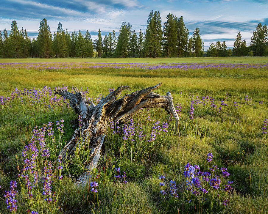 Driftwood and Lupines Photograph by Mike Lee