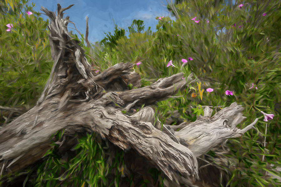 Driftwood And Morning Glory Photograph