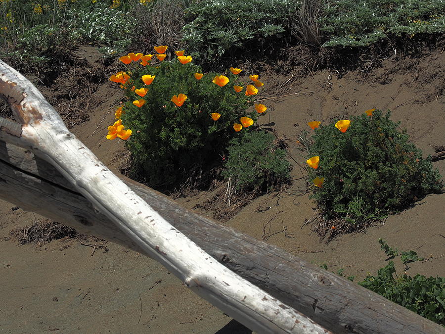 Driftwood and Poppies Photograph by Richard Thomas