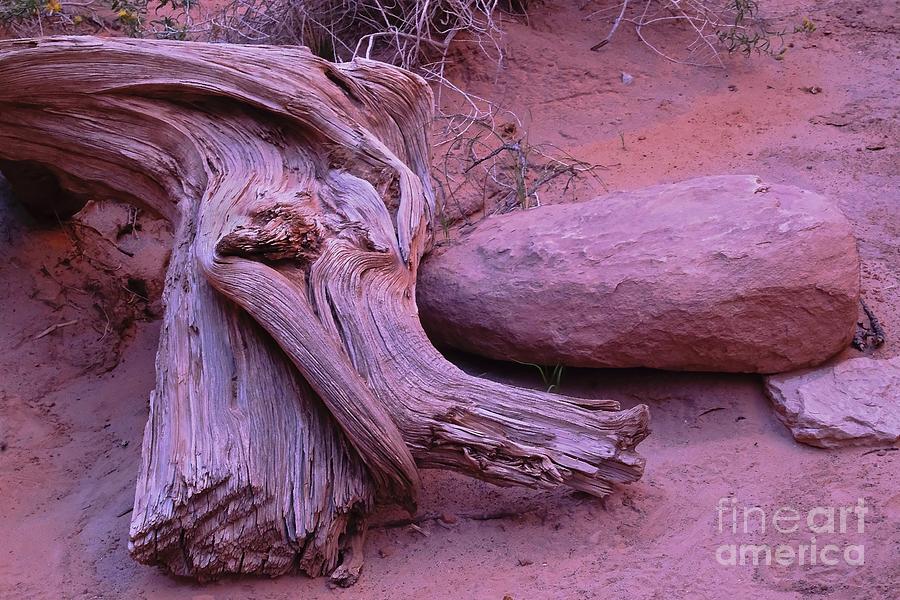 Driftwood and Rock Photograph by Randy Pollard