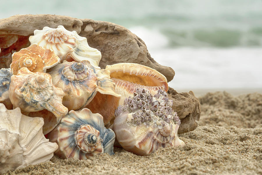 Driftwood and Seashells on the Beach #9023 Photograph by Susan Yerry ...