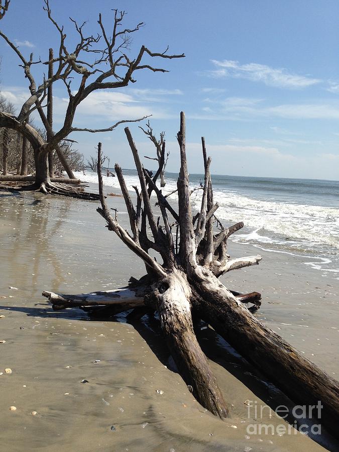 Driftwood at Botany Bay Photograph by Catherine Wilson