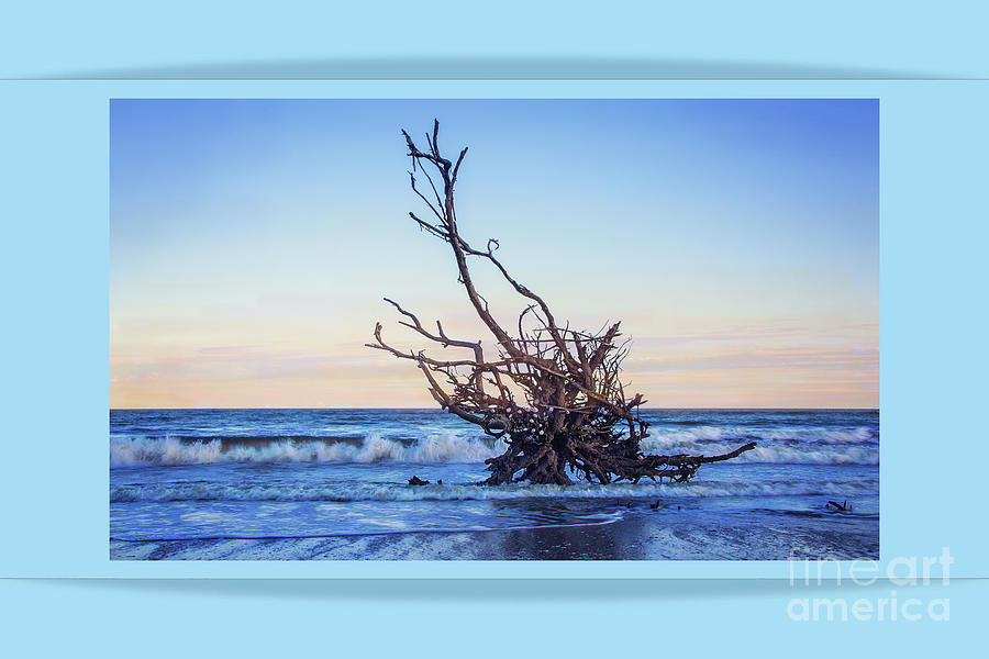 Driftwood At Dusk Modern Border Photograph by Sharon McConnell
