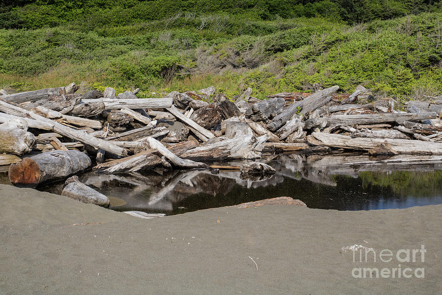 Driftwood At Lagoon Creek Photograph by Suzanne Luft