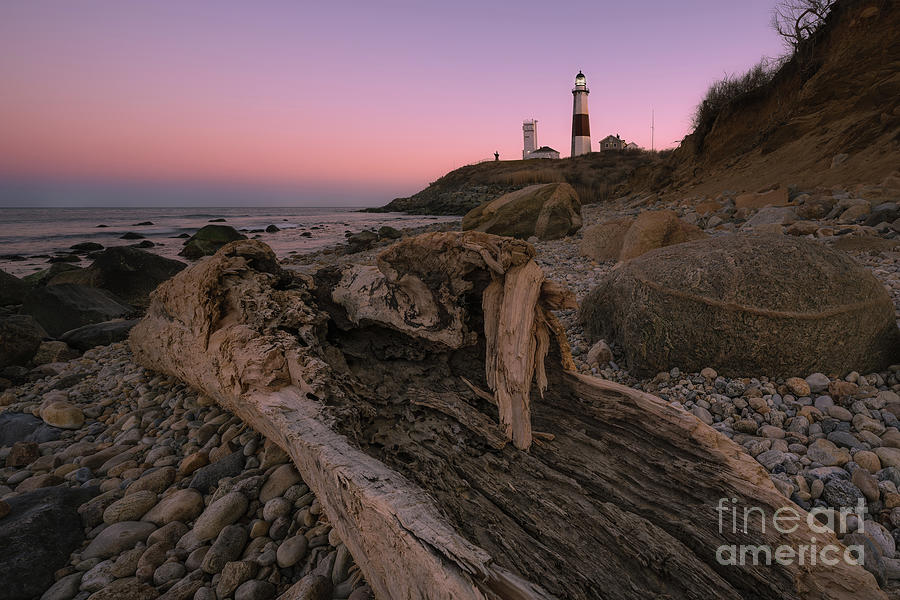 Driftwood At Montauk  Photograph by Michael Ver Sprill