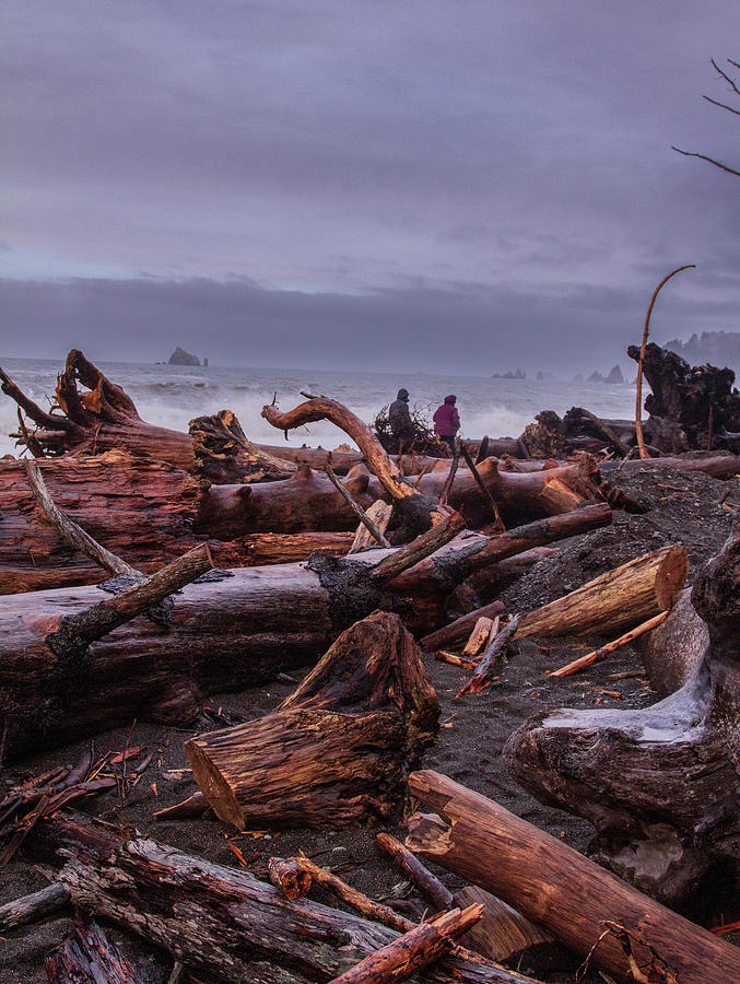 Driftwood at Ruby Beach Photograph by Virginia Lucas - Fine Art America