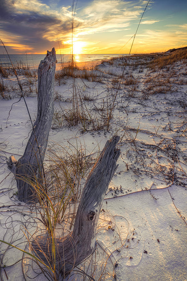 Sunset Photograph - Stumps in the Sand at Sunset by Mike Whalen