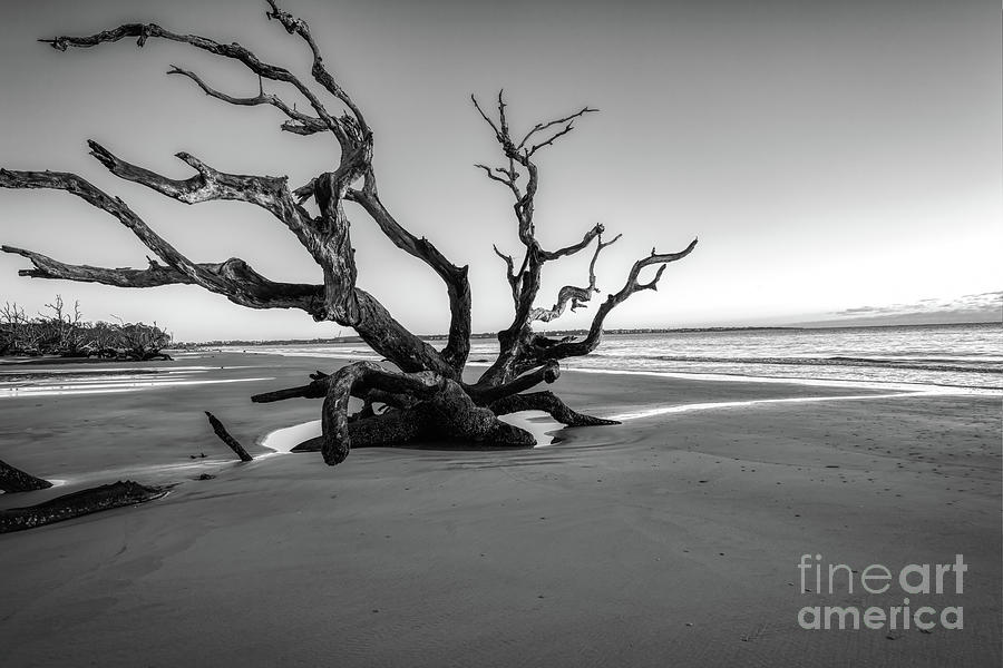 Driftwood at the Beach BW Photograph by Bee Creek Photography - Tod and Cynthia