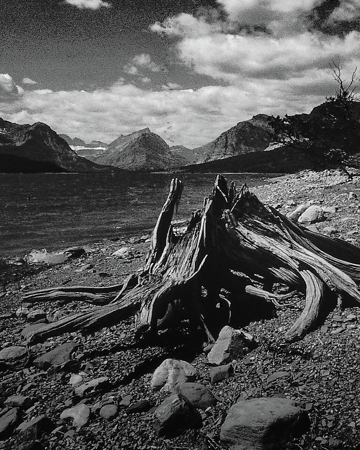 Driftwood at the Lake  Photograph by S Katz