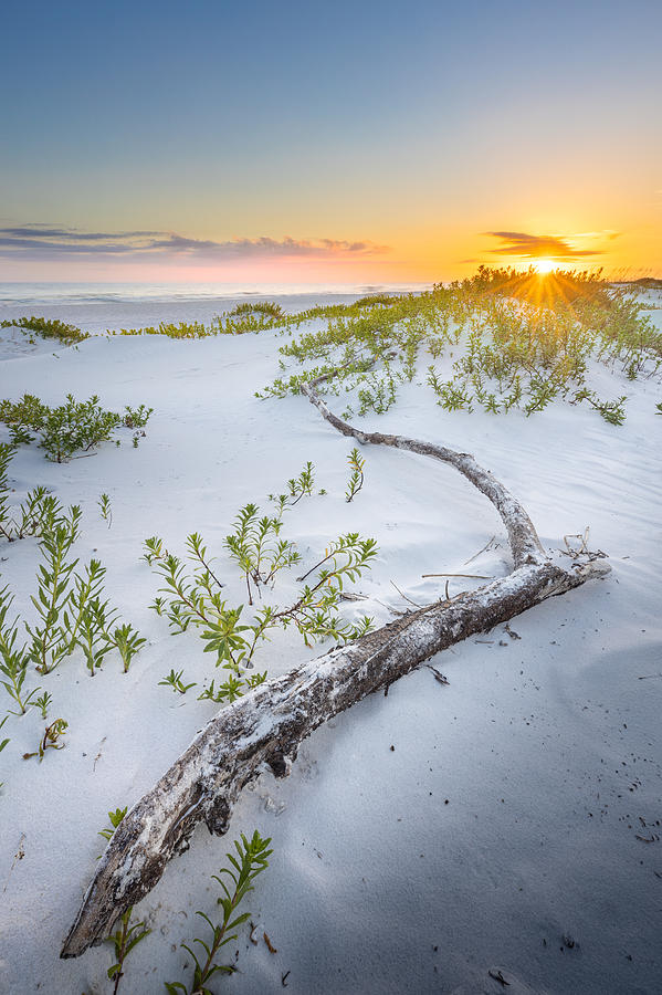 Driftwood At The Gulf Islands National Seashore Florida Photograph by Jordan Hill