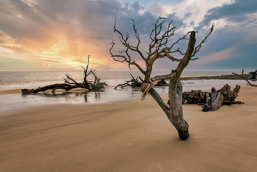 Driftwood Awakening Photograph by Norman Peay