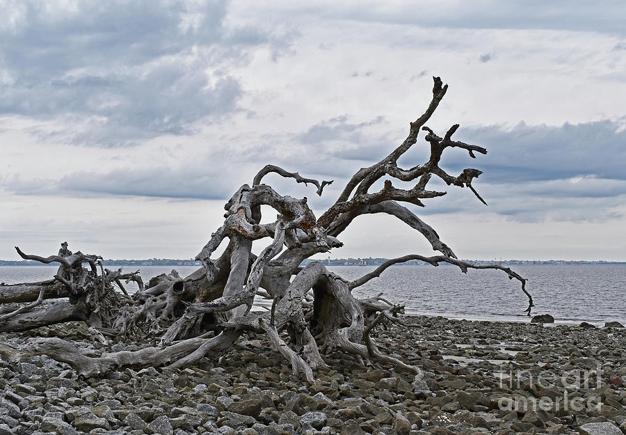 Driftwood Beach 3 Photograph by Ron Long