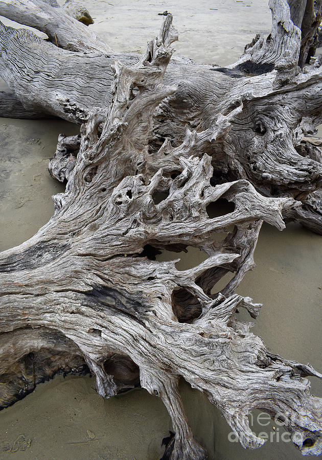 Driftwood Beach Abstract Photograph by Ron Long