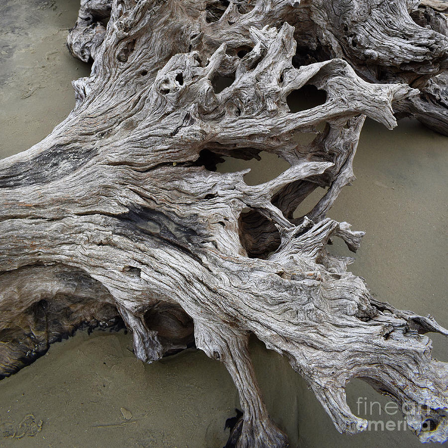 Driftwood Beach Abstract Square          Photograph by Ron Long