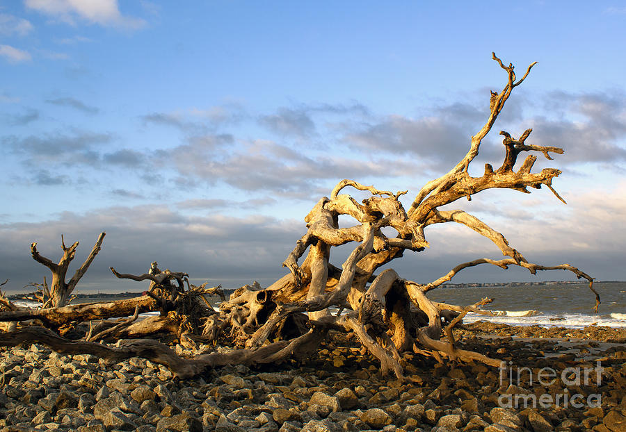 Driftwood Beach Afternoon on Jekyll Island Photograph by Sea Change Vibes