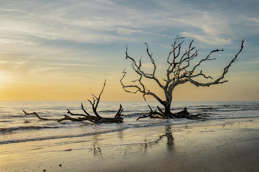 Driftwood Beach at Sunrise Photograph by Donald Tredinnick Driftwood Beach at Sunrise Photograph by Donald Tredinnick