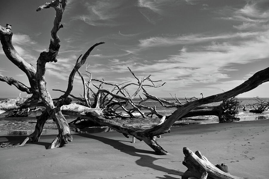 Driftwood Beach Photograph by Ben Prepelka