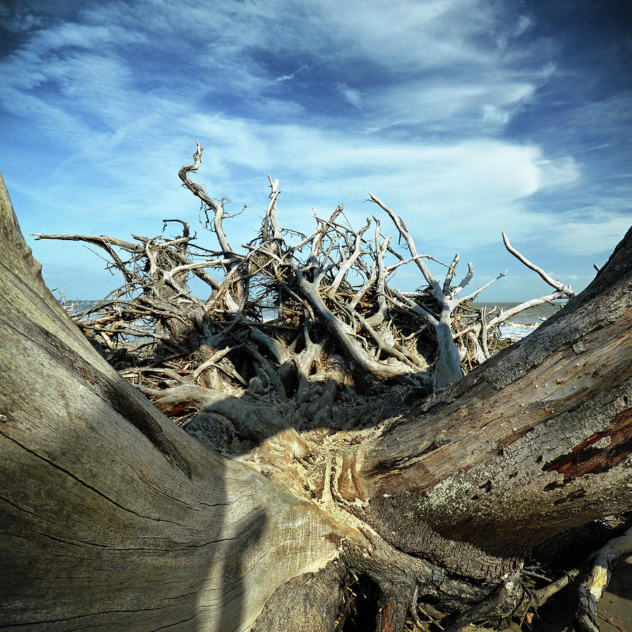 Driftwood Beach Eroticism at Jeckyll Island Photograph by Bill Swartwout