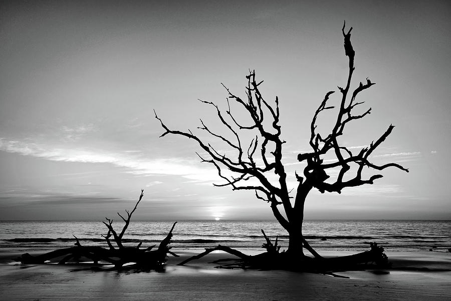 Driftwood Beach Iconic Tree Sunrise Black and White Photograph by Bill Swartwout