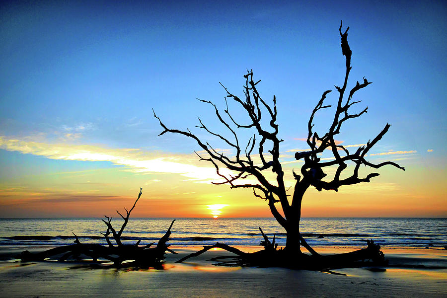 Driftwood Beach Iconic Tree Sunrise Enhanced Photograph by Bill Swartwout