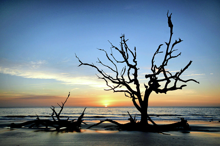 Driftwood Beach Iconic Tree Sunrise Jekyll Island Photograph by Bill Swartwout