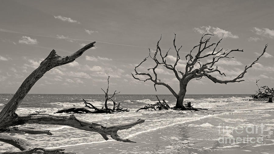 Driftwood Beach in sepia Photograph by Mary Haber