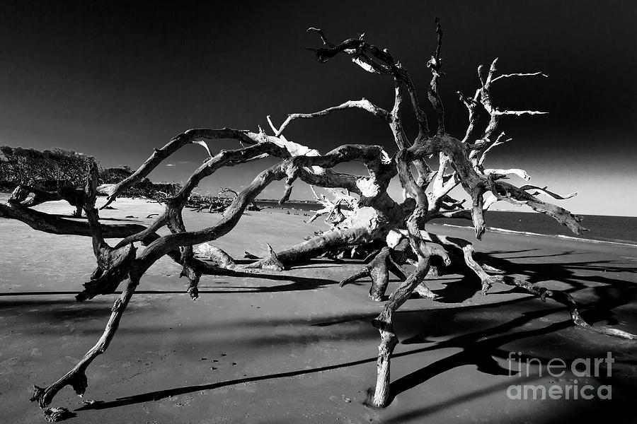 Driftwood Beach, Jekyll Island, Georgia 2 Photograph by Felix Lai