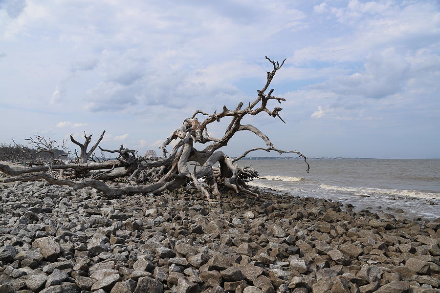 Driftwood Beach, Jekyll Island Photograph by Karen Ruhl