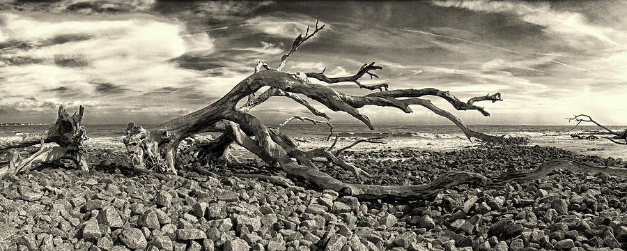 Driftwood Beach Jekyll Island Panorama 104 Photograph by Bill Swartwout