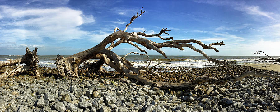 Driftwood Beach Jekyll Island Panorama 105 Photograph by Bill Swartwout