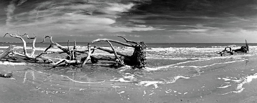 Driftwood Beach Jekyll Island Panorama 110 Photograph by Bill Swartwout